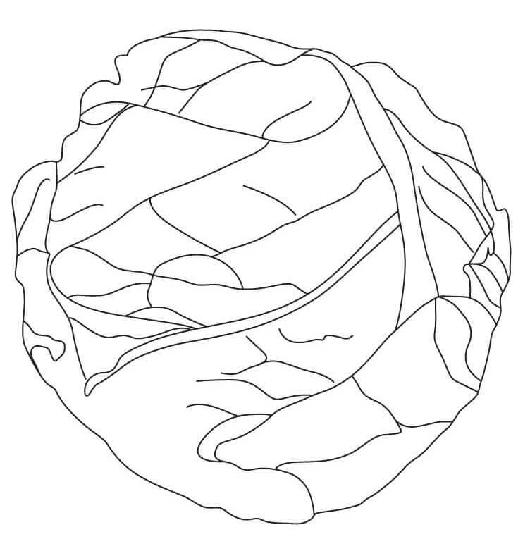 Dibujo de Repollo Normal para Colorear