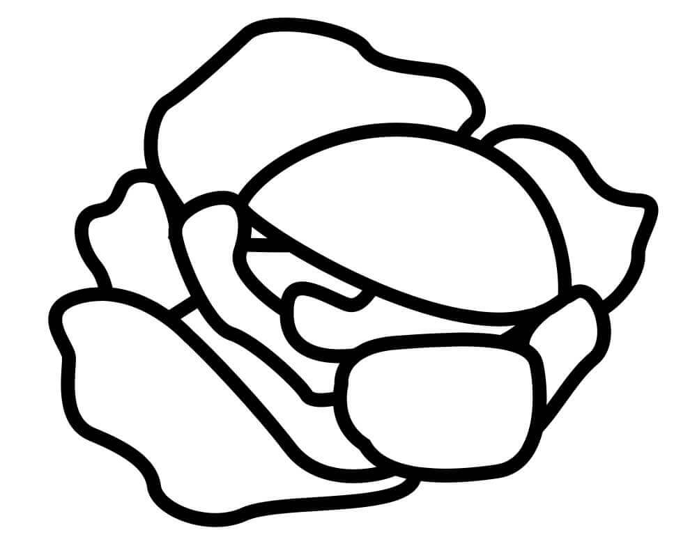 Dibujo de Repollo Simple 1 para Colorear
