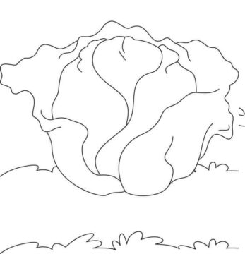 Dibujo de Repollo Simple 3 para Colorear