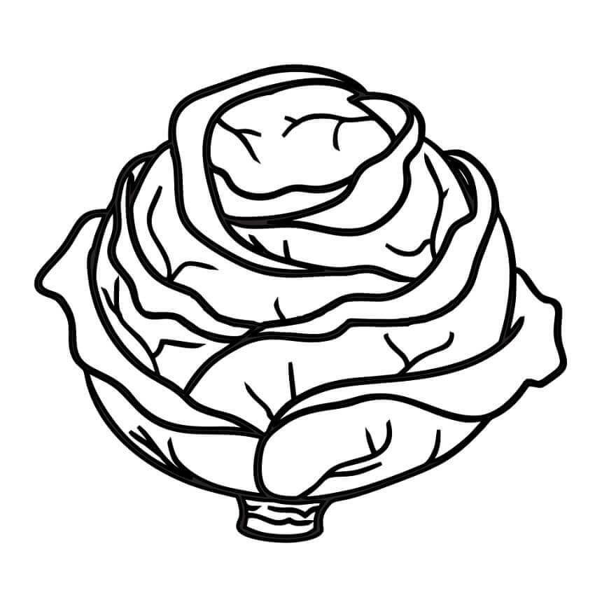Dibujo de Repollo Simple para Colorear