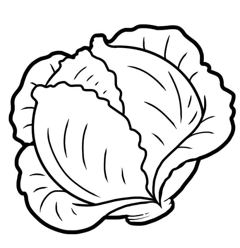 Dibujo de Repollo Verde 1 para Colorear
