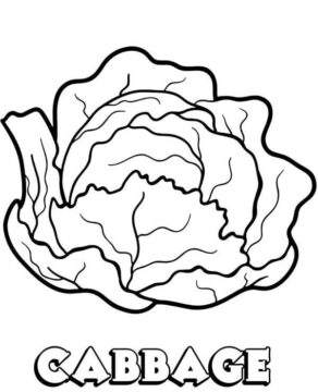 Dibujo de Repollo Verde 2 para Colorear
