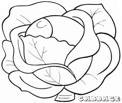 Dibujo de Repollo Verde 3 para Colorear