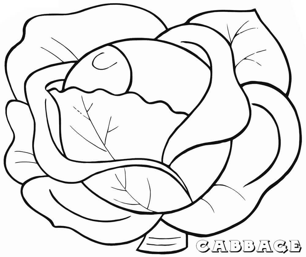 Dibujo de Repollo Verde 3 para Colorear