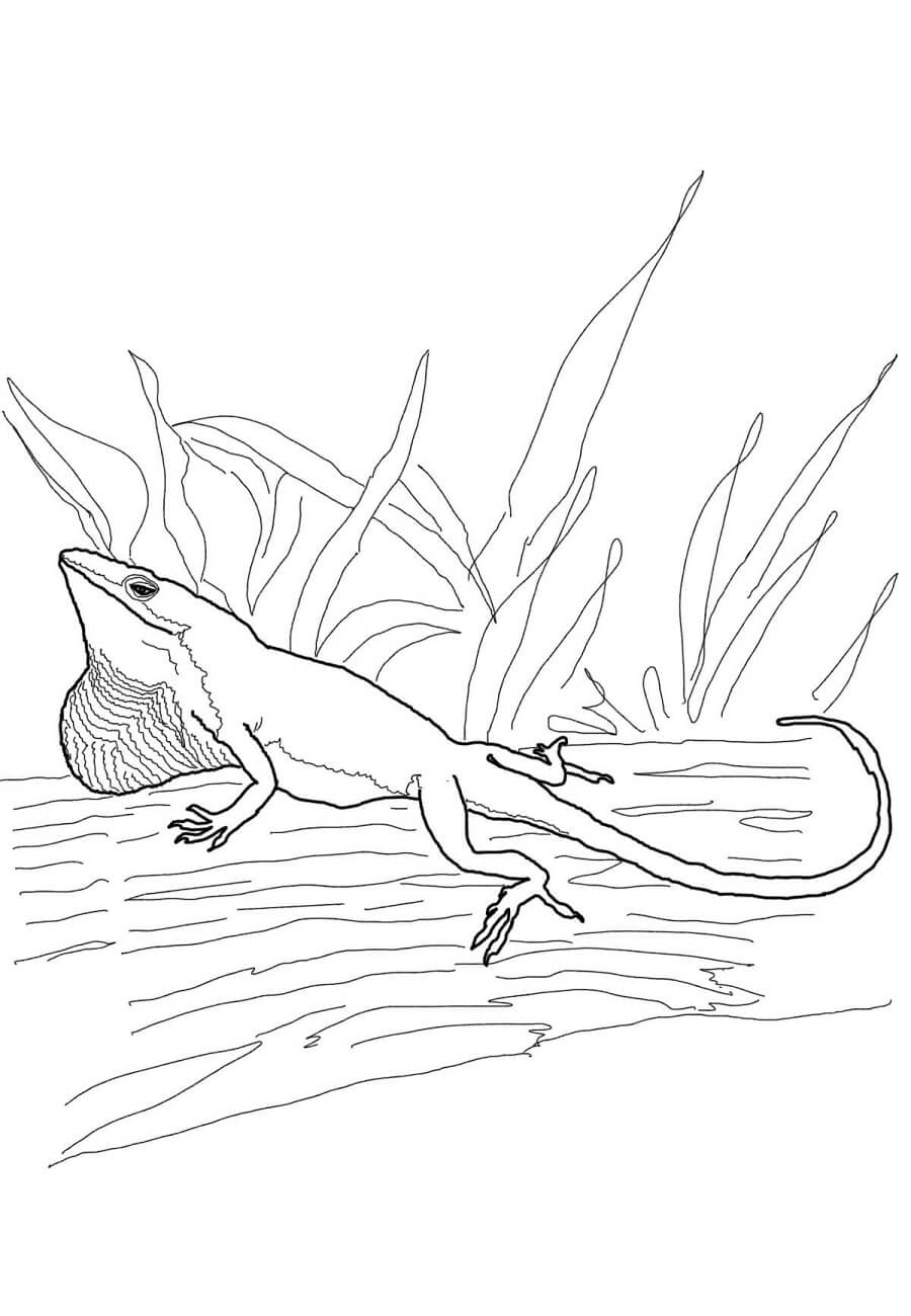 Dibujo de Lagarto Anole de Carolina para Colorear
