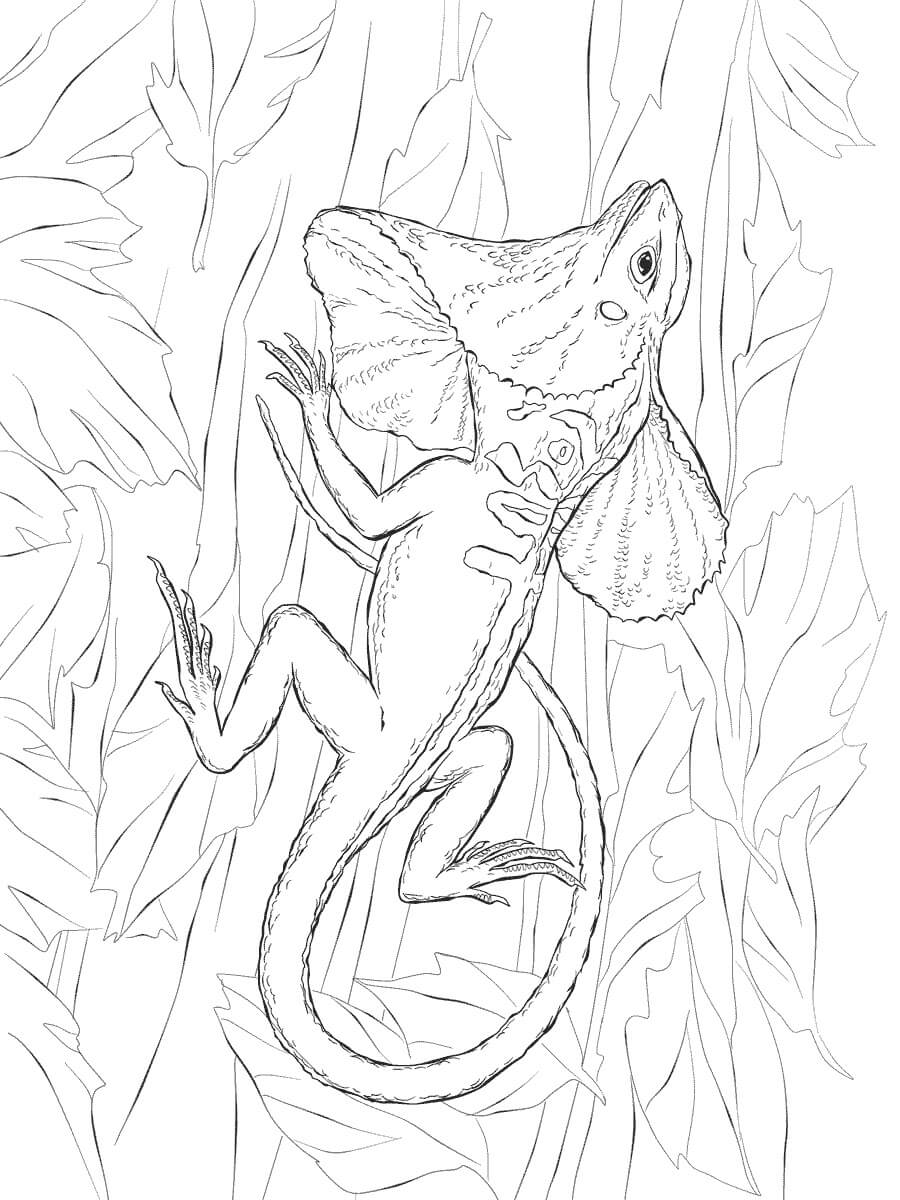 Dibujo de Lagarto de Cuello con Volantes para Colorear