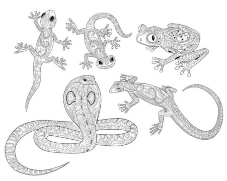 Dibujo de Reptiles Duros para Colorear