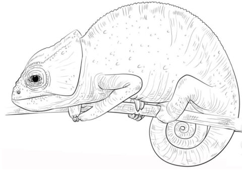 Dibujo de Un camaleón para Colorear