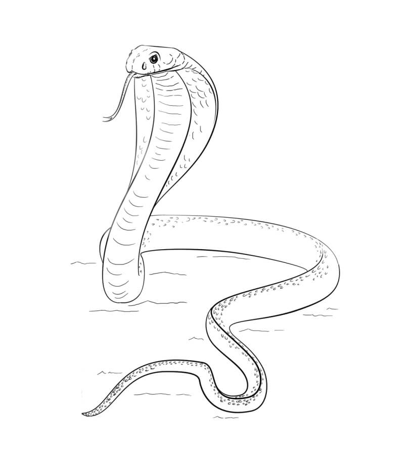Dibujo de Una Cobra para Colorear