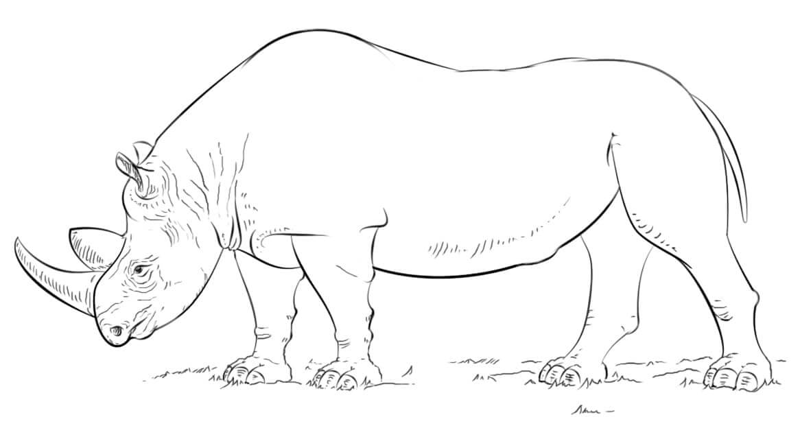 Dibujo de Rinoceronte Africano para Colorear