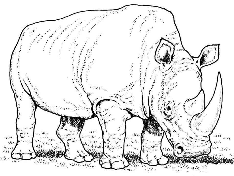 Dibujo de Rinoceronte Blanco Comiendo Hierba para Colorear