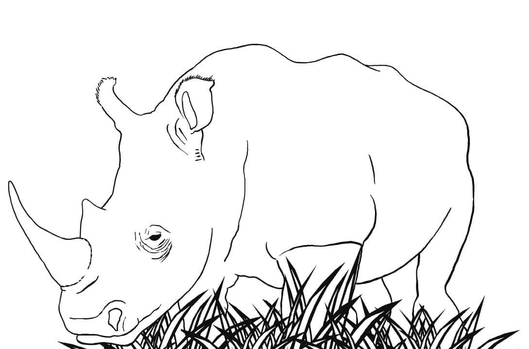 Dibujo de Rinoceronte Blanco para Colorear