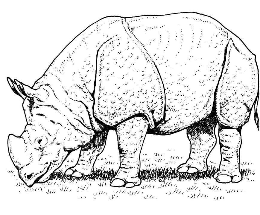 Dibujo de Rinoceronte Indio para Colorear