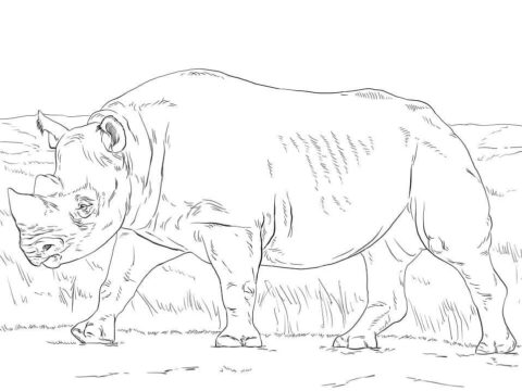 Dibujo de Rinoceronte Negro para Colorear