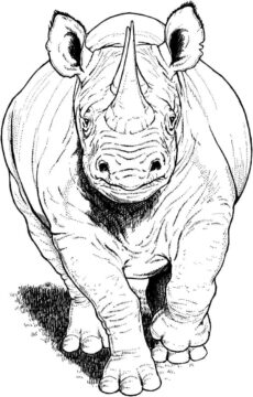 Dibujo de Rinoceronte Negro Corriendo para Colorear