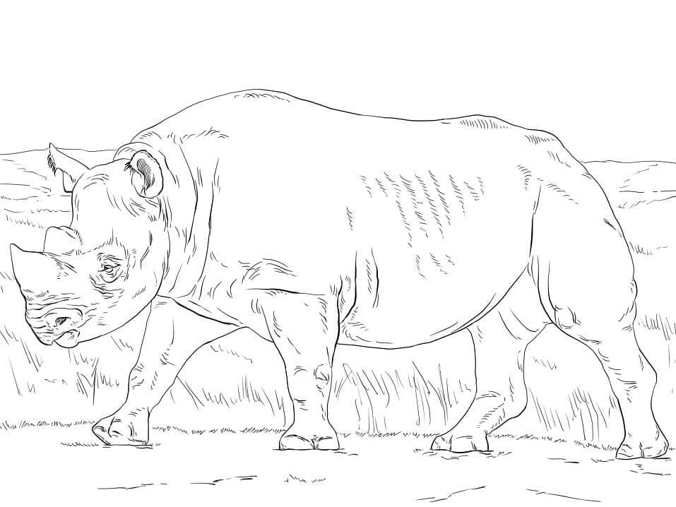 Dibujo de Rinoceronte Negro para Colorear