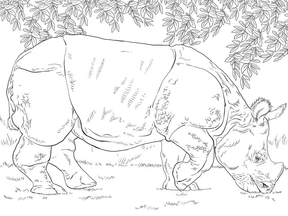 Dibujo de Rinoceronte Indio Pastando para Colorear