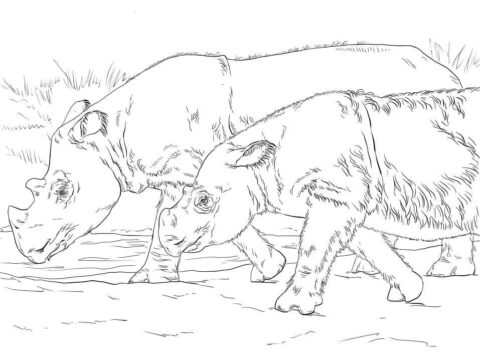 Dibujo de Rinocerontes de Sumatra para Colorear