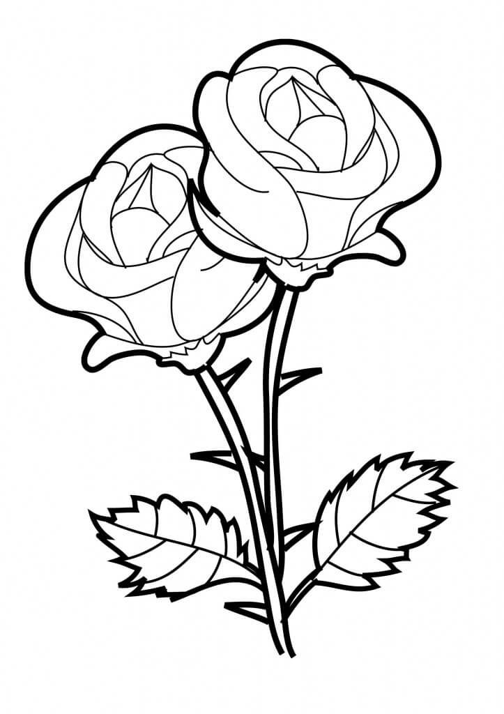 Dibujo de Dos Rosas para Colorear