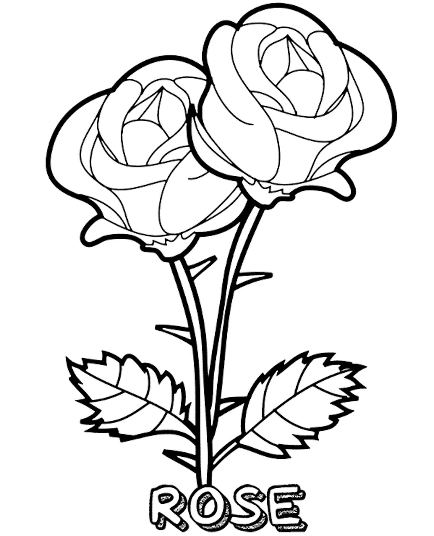 Dibujo de Rosa Gemela para Colorear