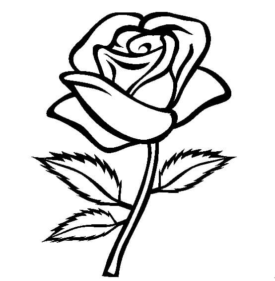 Dibujo de Rosa Normal para Colorear