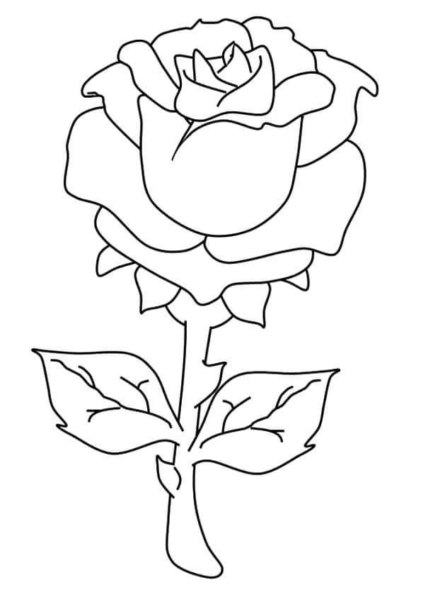 Dibujo de Una Rosa para Colorear