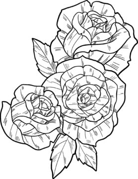Dibujo de Tres Hermosas Rosas para Colorear