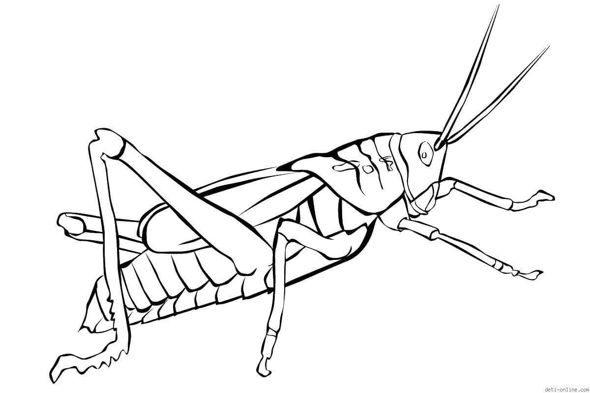 Dibujo de Buen Saltamontes para Colorear