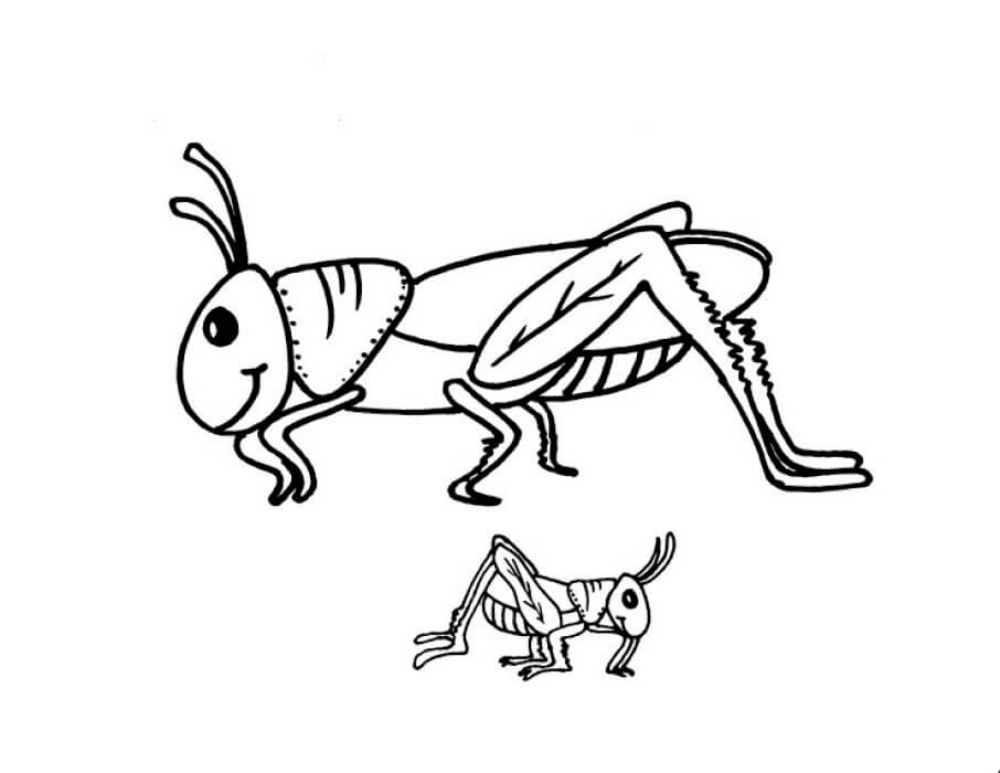 Dibujo de Dos Saltamontes para Colorear