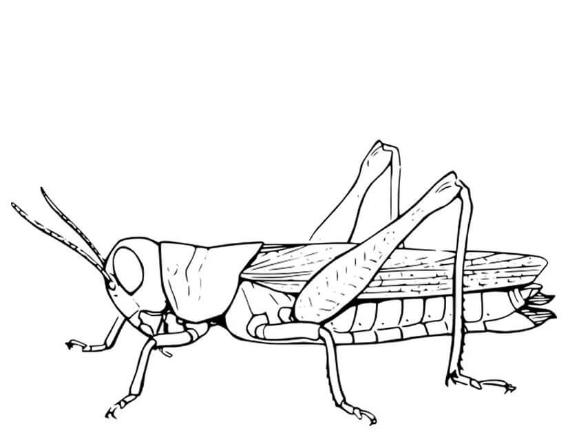 Dibujo de Gran Saltamontes para Colorear
