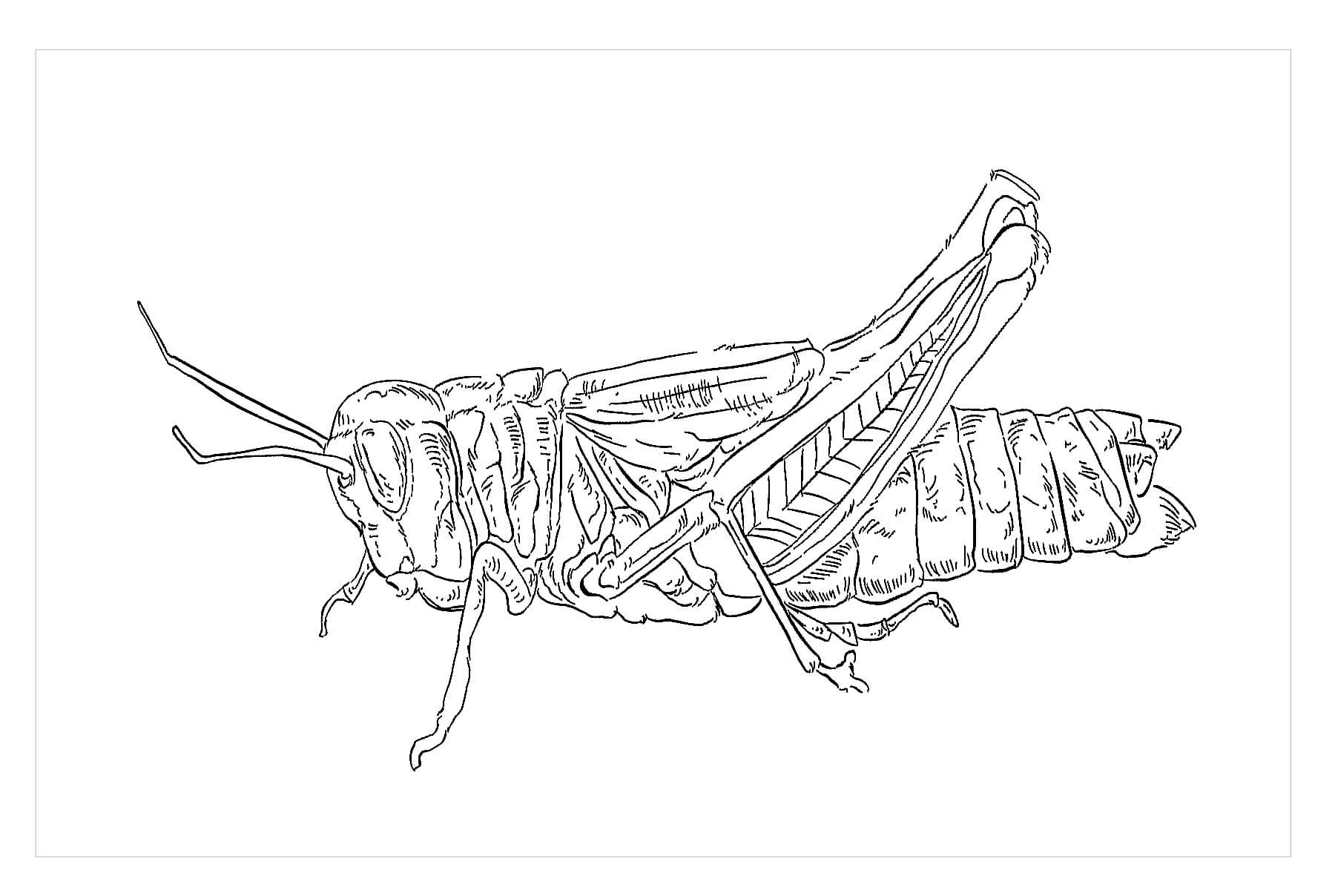 Dibujo de Saltamontes arcoíris para Colorear