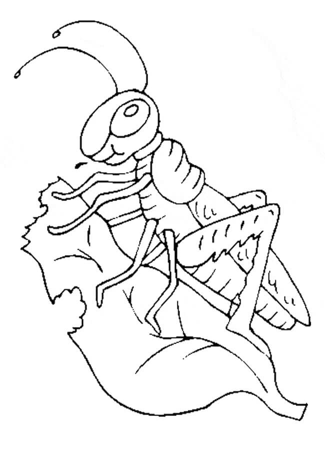 Dibujo de Saltamontes Comiendo Hierba para Colorear