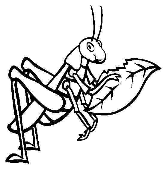 Dibujo de Saltamontes Comiendo Hojas para Colorear