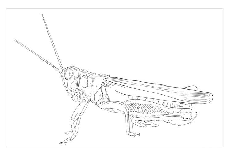 Dibujo de Saltamontes Diferencial para Colorear