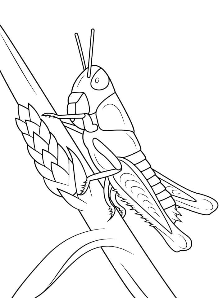Dibujo de Saltamontes Joven para Colorear