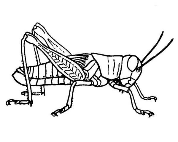 Dibujo de Saltamontes Normal para Colorear