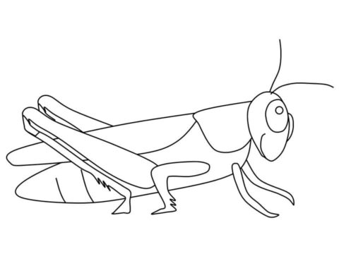 Dibujo de Saltamontes Perfecto para Colorear