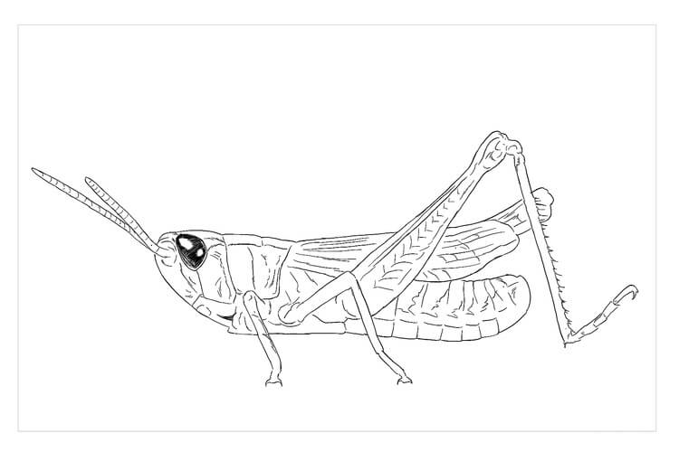 Dibujo de Saltamontes de Pradera para Colorear