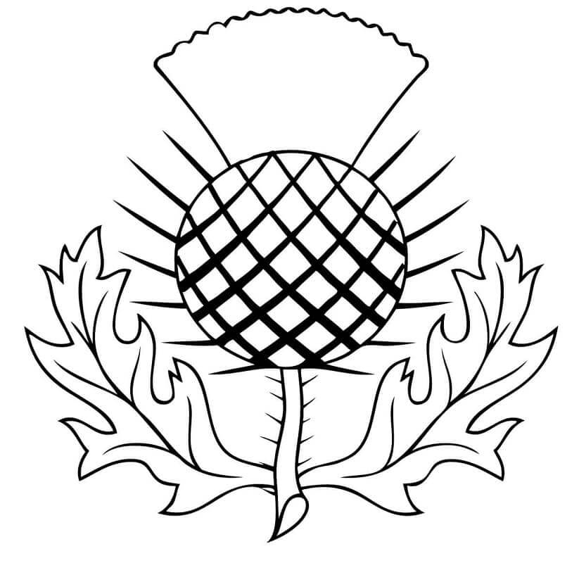 Dibujo de El Cardo de Escocia para Colorear