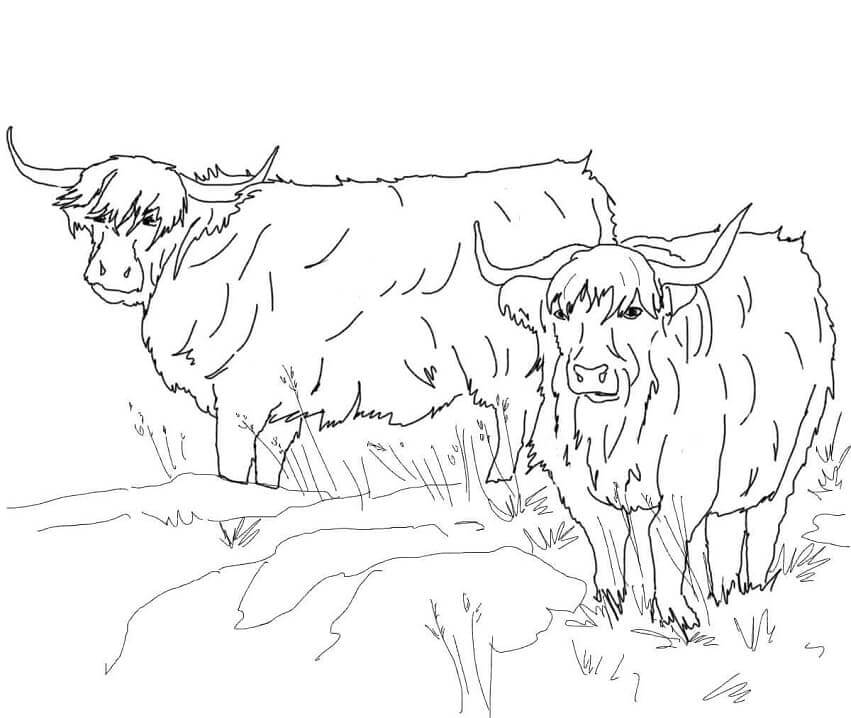 Dibujo de Ganado de las Tierras Altas de Escocia para Colorear