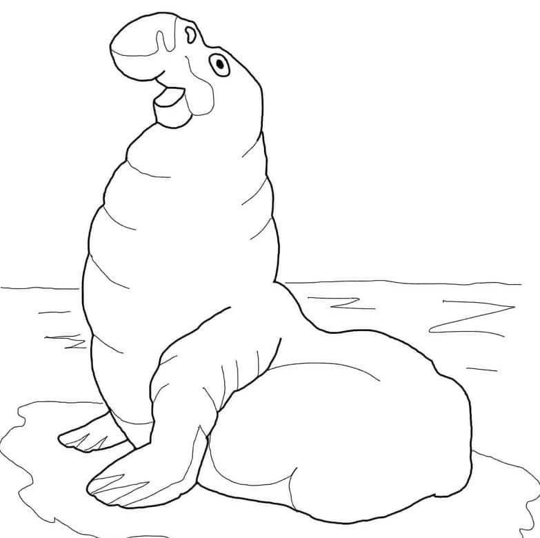 Dibujo de Elefante Marino Gratis para Colorear
