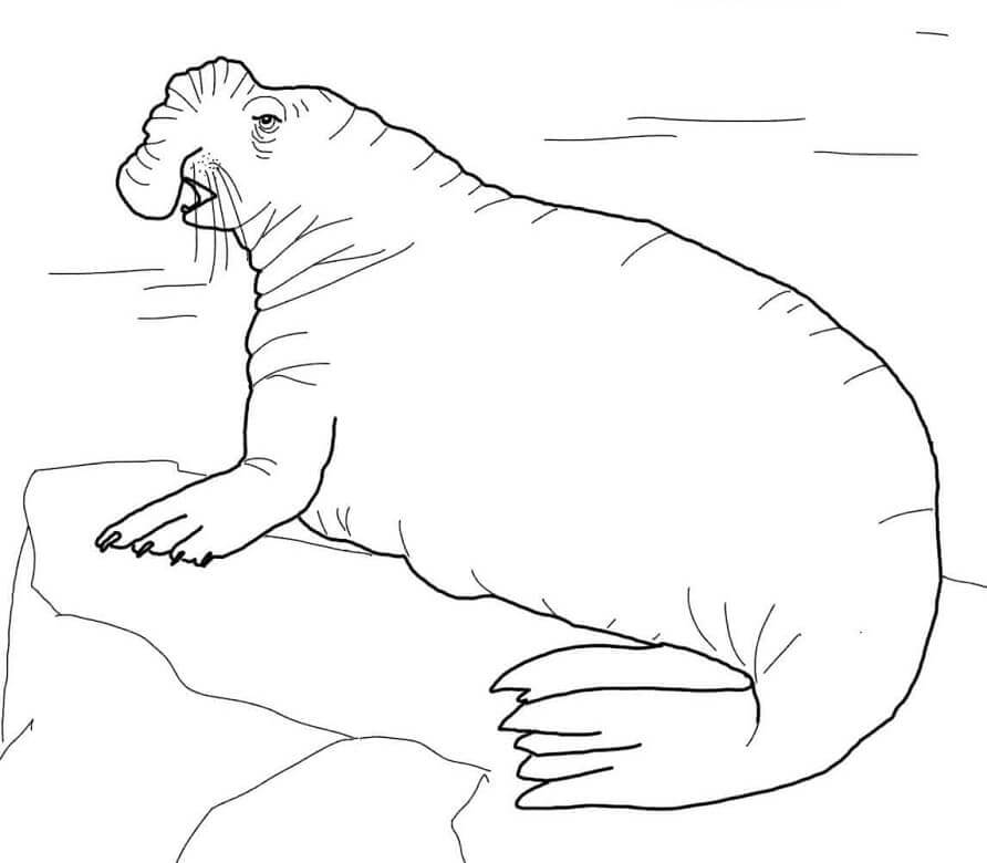 Dibujo de Elefante Marino del Sur para Colorear