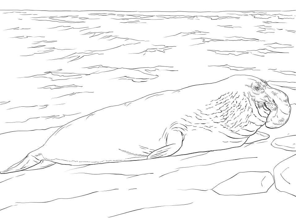 Dibujo de Elefante Marino para Colorear