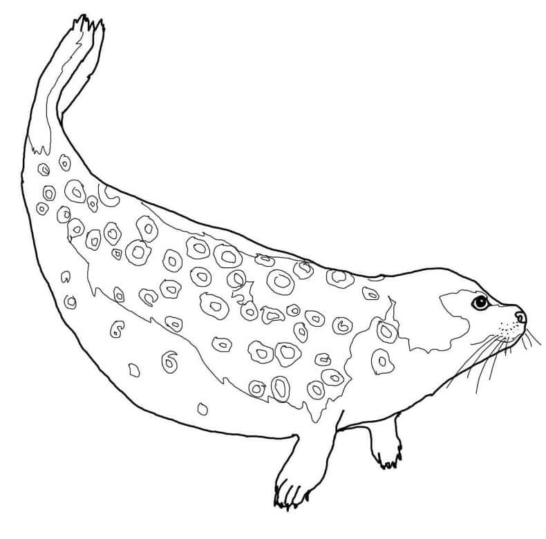 Dibujo de Foca Anillada para Colorear