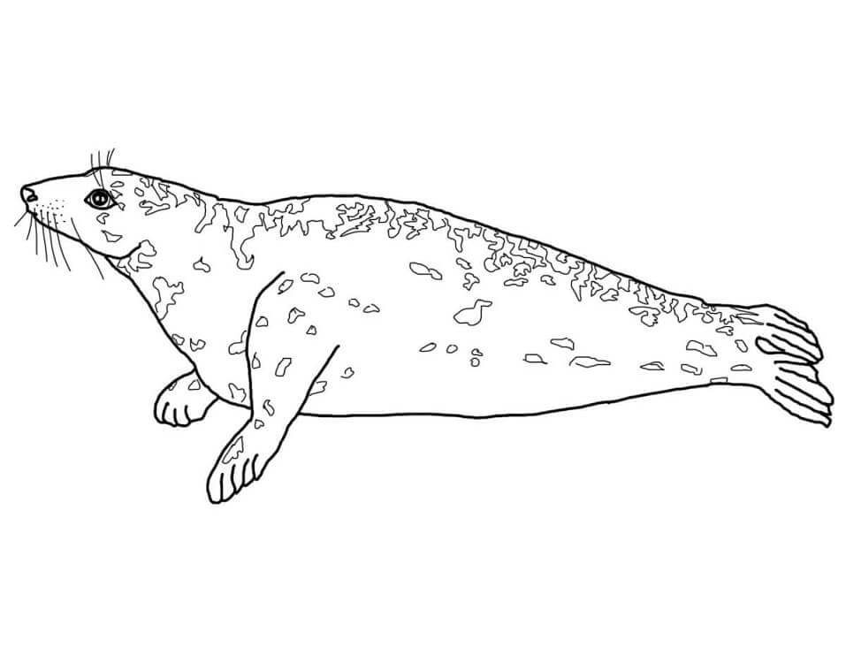 Dibujo de Foca Gris para Colorear