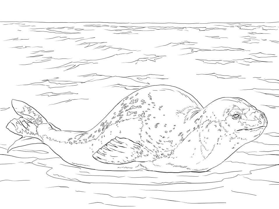 Dibujo de Foca Leopardo para Colorear