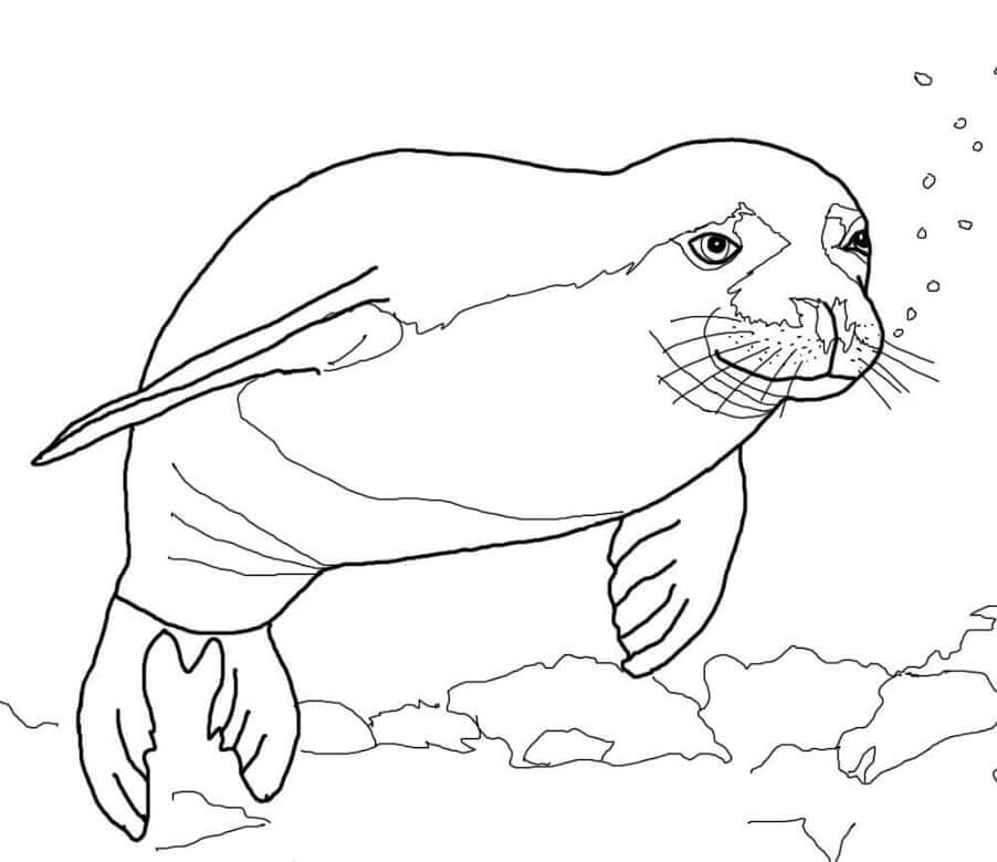 Dibujo de Foca Monje Hawaiana para Colorear