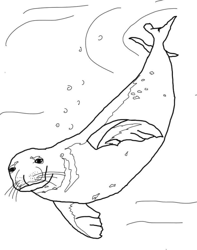Dibujo de Foca Monje Nadando para Colorear