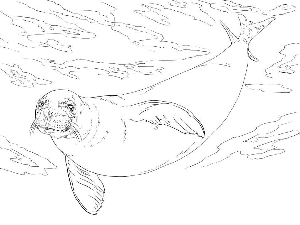 Dibujo de Foca Monje para Colorear