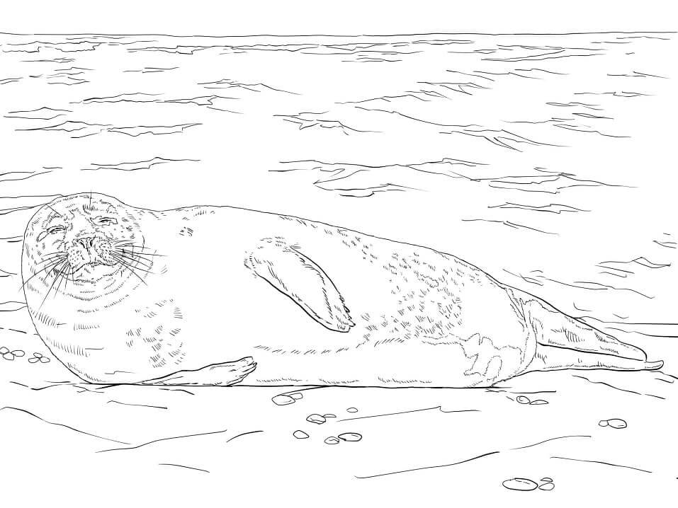 Dibujo de Foca de Puerto para Colorear